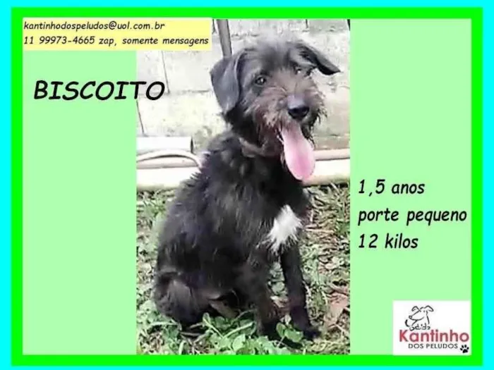 Cachorro ra a SRD-ViraLata idade 1 ano nome Biscoito