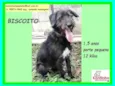 Biscoito