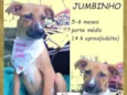 Jumbinho
