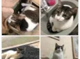 Felix