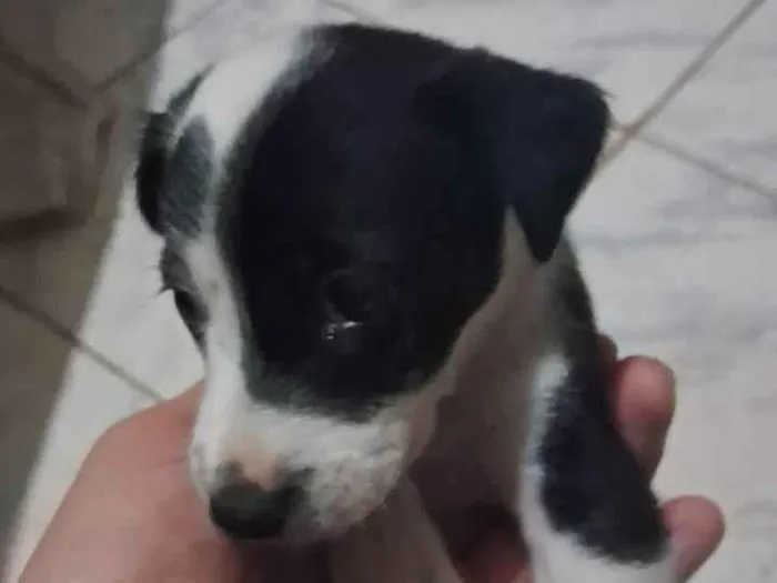 Cachorro ra a SRD-ViraLata idade Abaixo de 2 meses nome Sem nome 