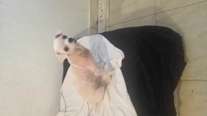 Cachorro ra a Maltês idade 6 ou mais anos nome Nik