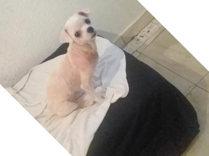 Cachorro ra a Maltês idade 6 ou mais anos nome Nik