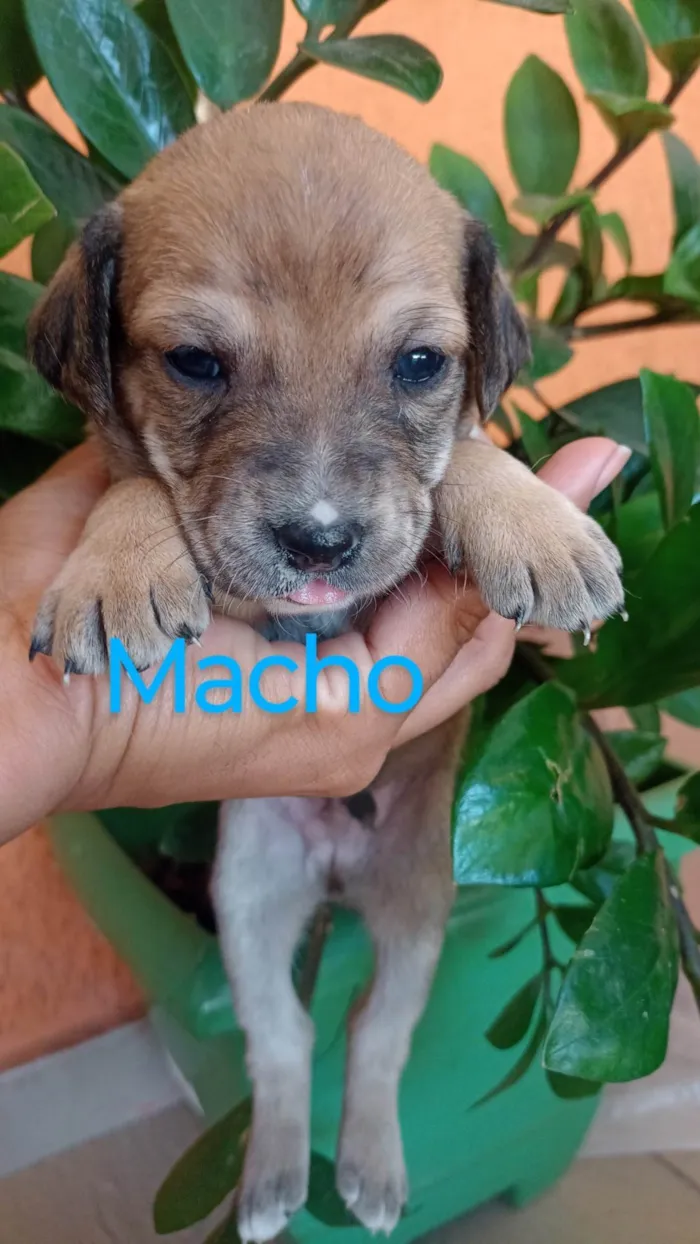 Cachorro ra a SRD-ViraLata idade 2 a 6 meses nome Ana Claudia 