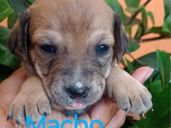 Cachorro ra a SRD-ViraLata idade 2 a 6 meses nome Ana Claudia 