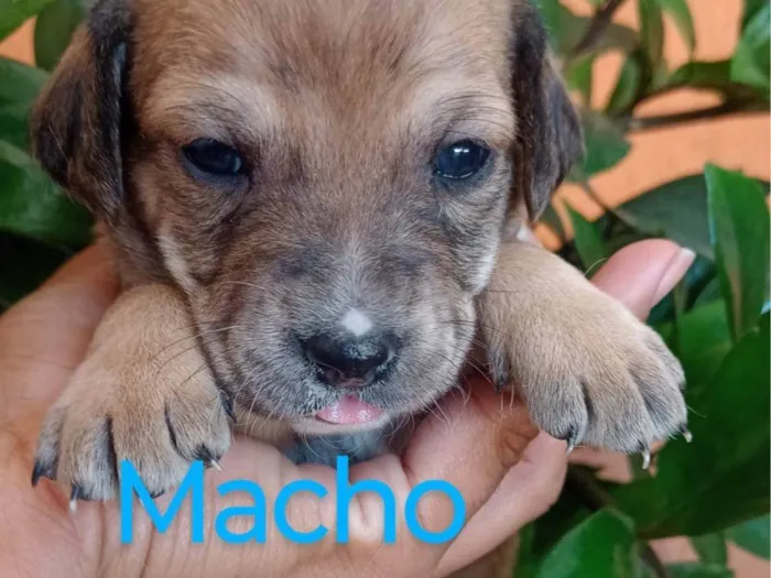 Cachorro ra a SRD-ViraLata idade 2 a 6 meses nome Ana Claudia 