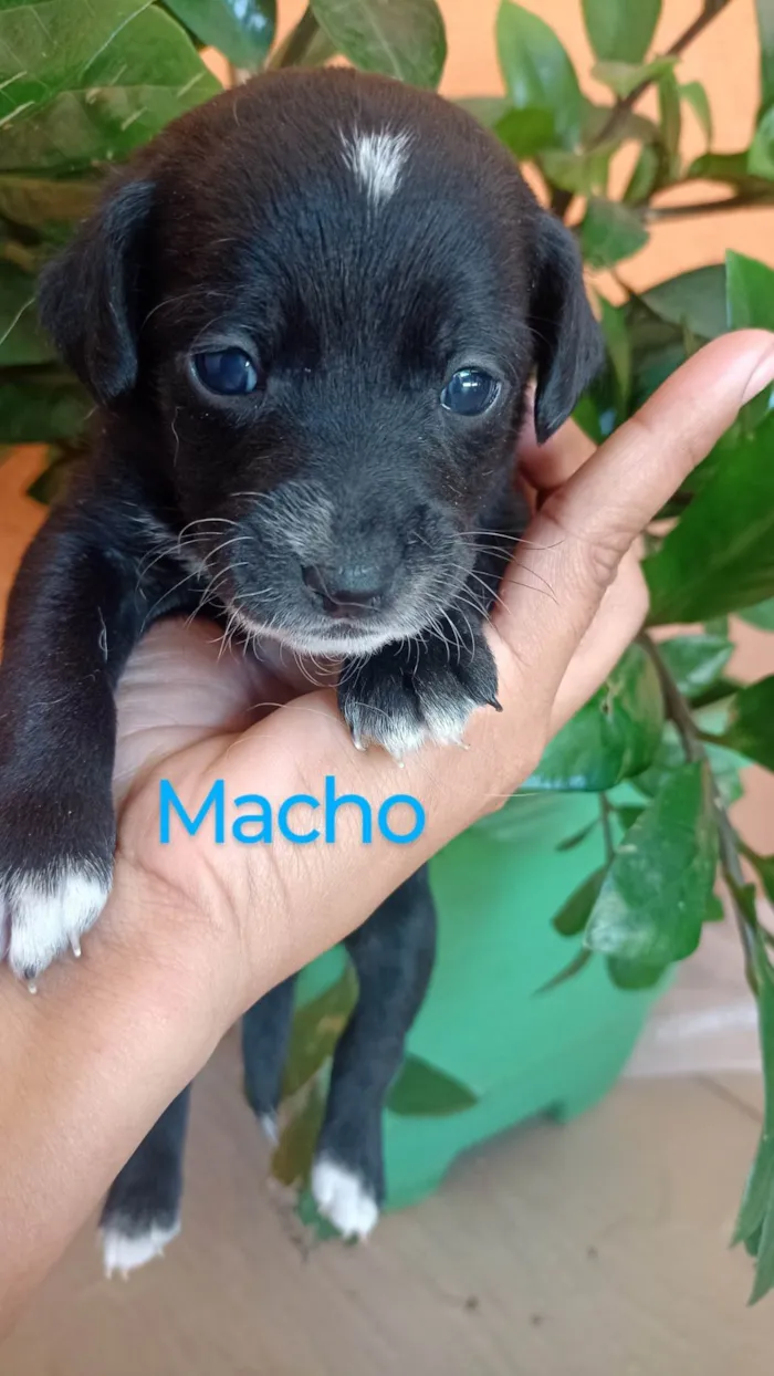 Cachorro ra a SRD-ViraLata idade 2 a 6 meses nome Ana Claudia 