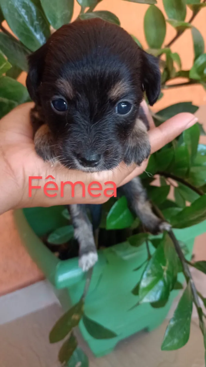 Cachorro ra a SRD-ViraLata idade 2 a 6 meses nome Ana Claudia 