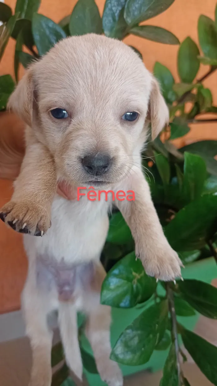 Cachorro ra a SRD-ViraLata idade 2 a 6 meses nome Ana Claudia 
