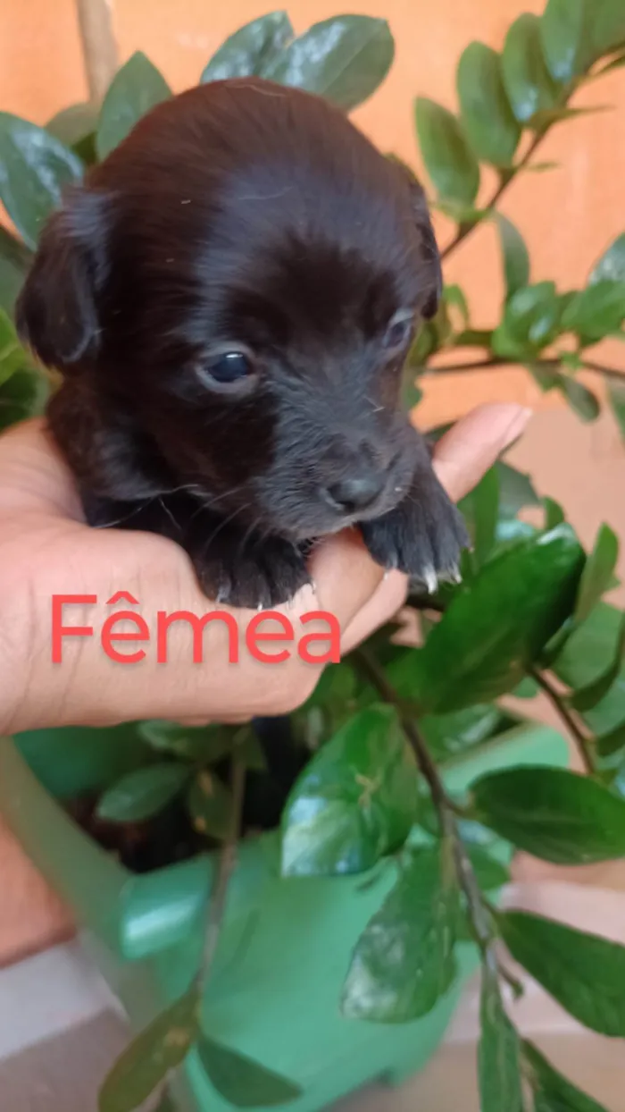 Cachorro ra a SRD-ViraLata idade 2 a 6 meses nome Ana Claudia 