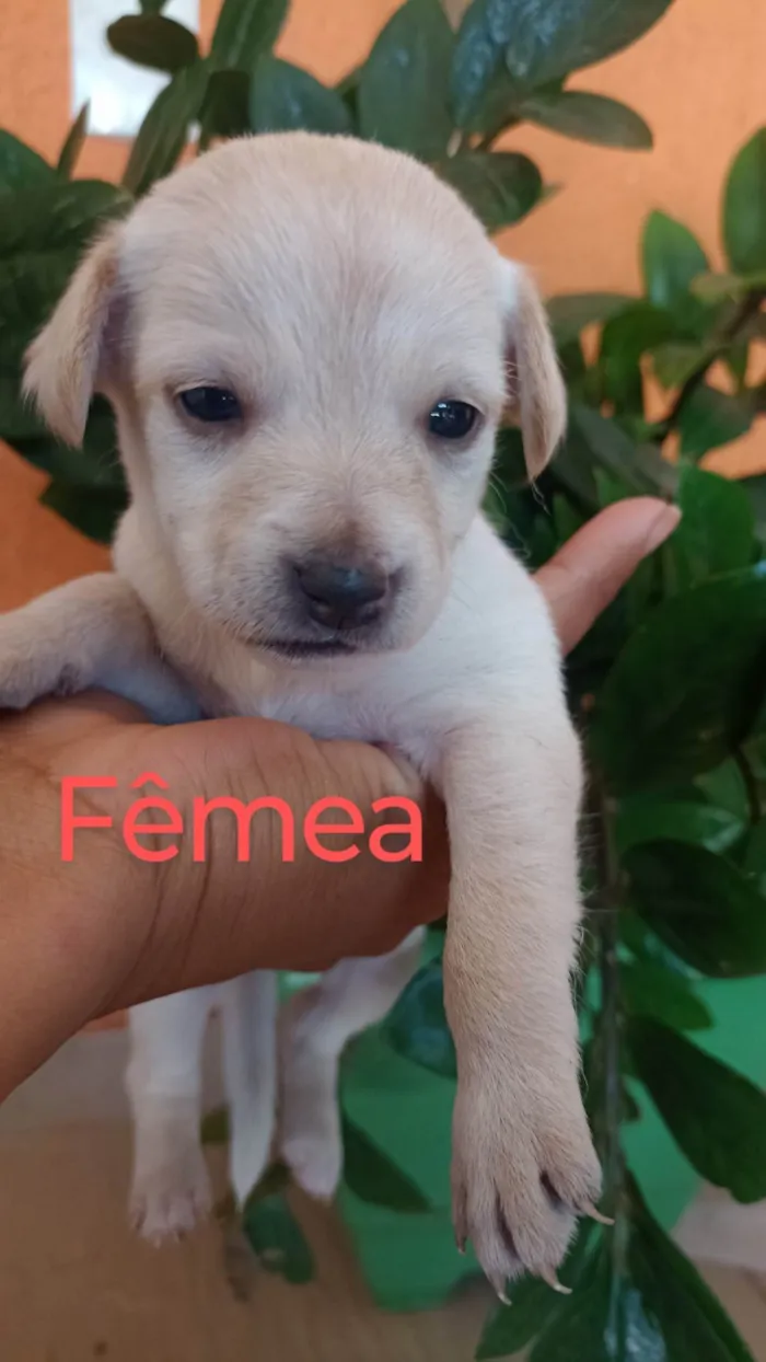 Cachorro ra a SRD-ViraLata idade 2 a 6 meses nome Ana Claudia 
