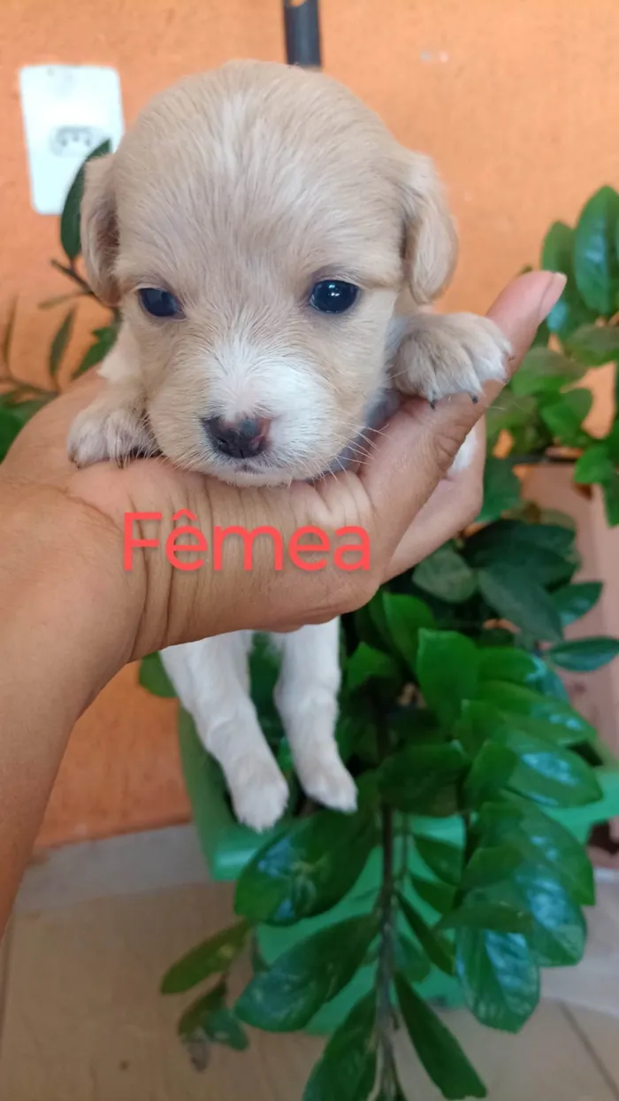 Cachorro ra a SRD-ViraLata idade 2 a 6 meses nome Ana Claudia 