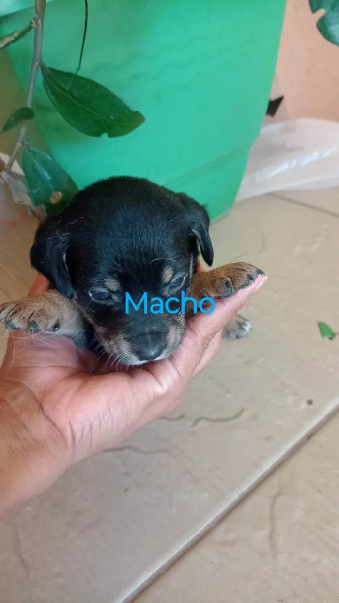 Cachorro ra a SRD-ViraLata idade 2 a 6 meses nome Ana Claudia 