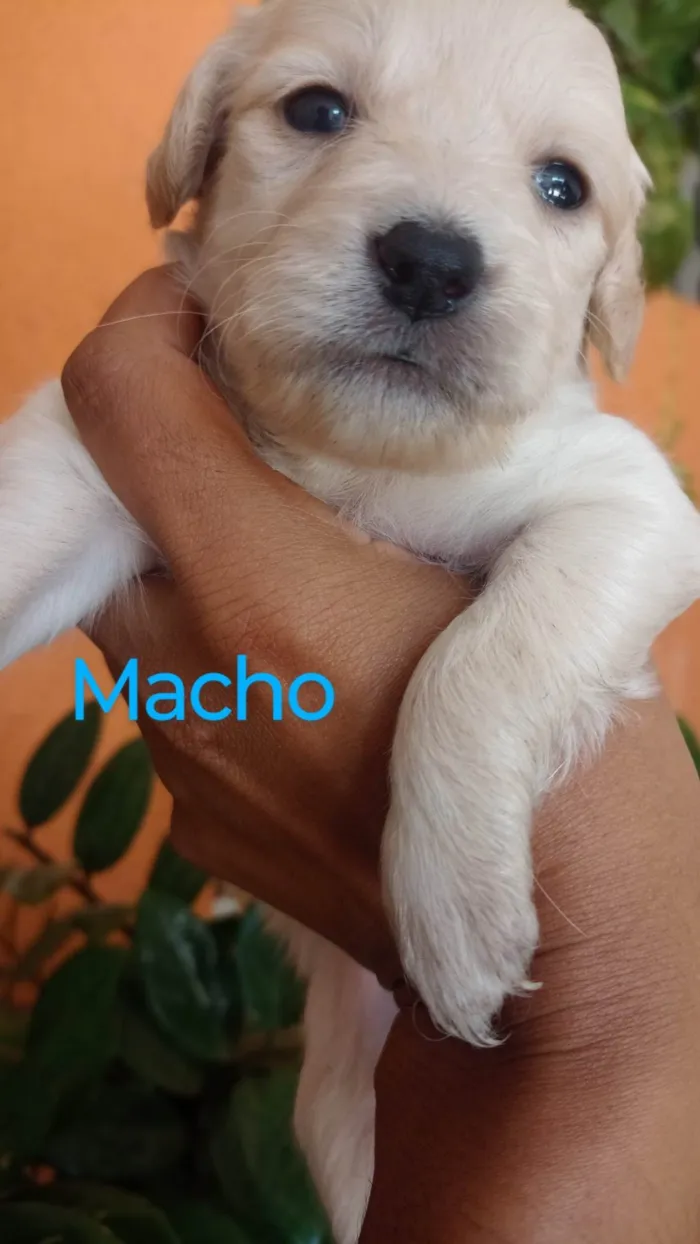 Cachorro ra a SRD-ViraLata idade 2 a 6 meses nome Ana Claudia 