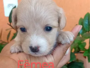Cachorro raça SRD-ViraLata idade 2 a 6 meses nome Ana Claudia 