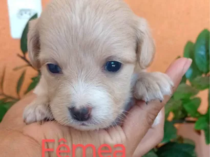 Cachorro raça SRD-ViraLata idade 2 a 6 meses nome Ana Claudia 