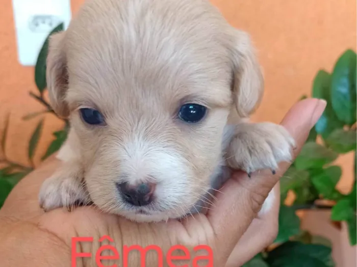 Cachorro ra a SRD-ViraLata idade 2 a 6 meses nome Ana Claudia 