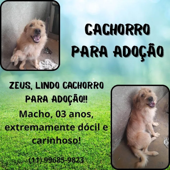 Cachorro ra a SRD-ViraLata idade 3 anos nome Kiara e Zeus