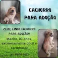 Kiara e Zeus
