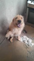 Kiara e Zeus
