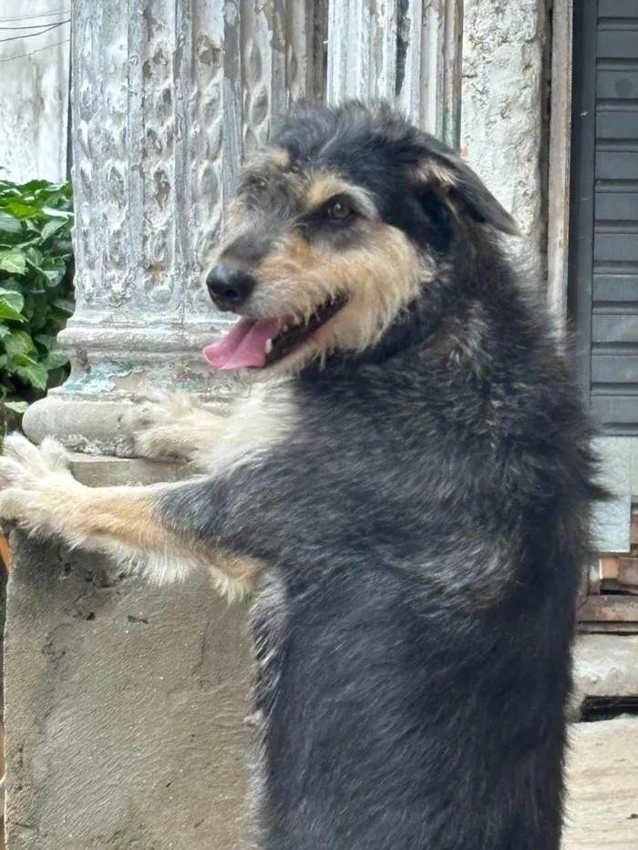 Cachorro ra a SRD-ViraLata idade 3 anos nome Kiara e Zeus