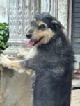 Kiara e Zeus