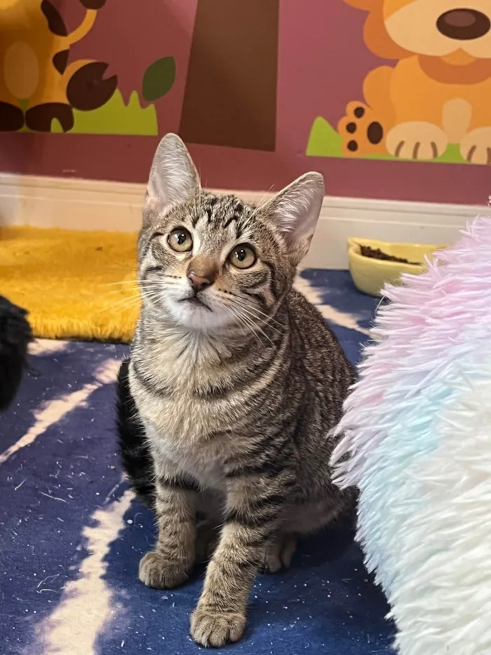 Gato ra a SRD-ViraLata idade Abaixo de 2 meses nome Miumiu