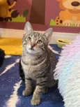 Miumiu