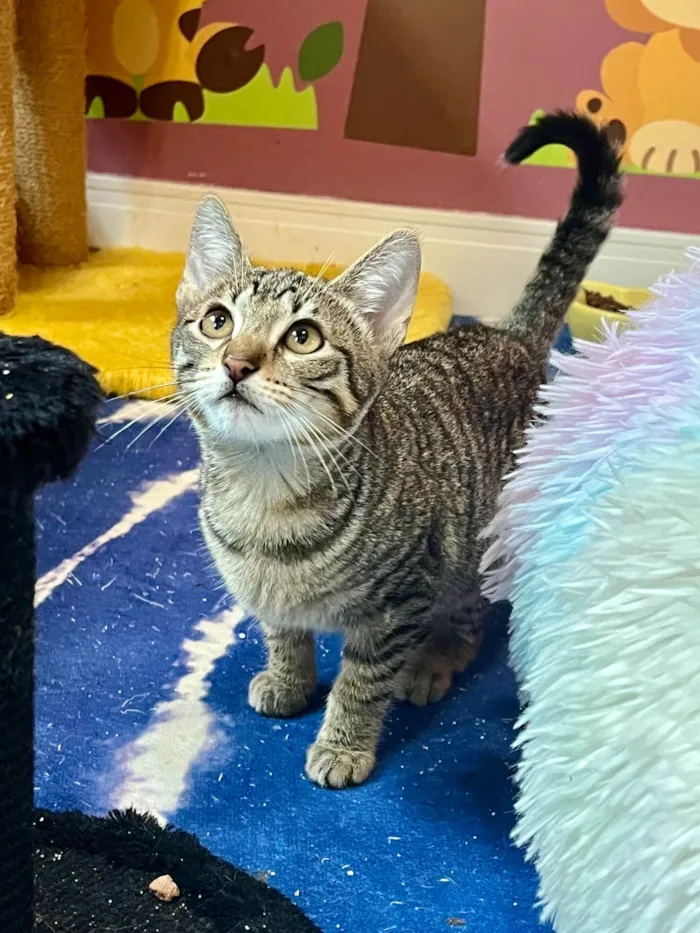 Gato ra a SRD-ViraLata idade Abaixo de 2 meses nome Miumiu