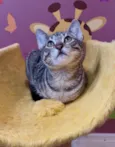 Miumiu