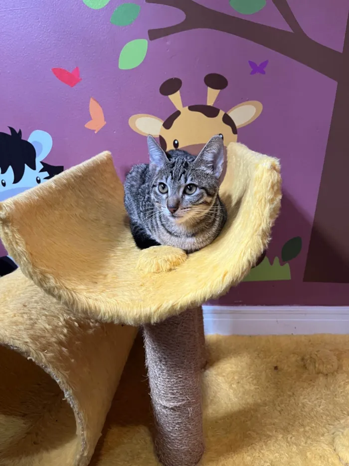 Gato ra a SRD-ViraLata idade Abaixo de 2 meses nome Miumiu