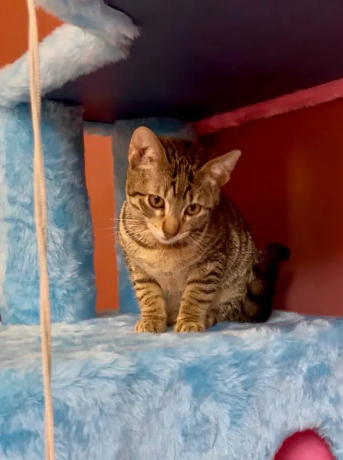 Gato ra a SRD-ViraLata idade Abaixo de 2 meses nome Miumiu