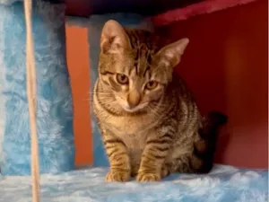 Gato raça SRD-ViraLata idade Abaixo de 2 meses nome Miumiu