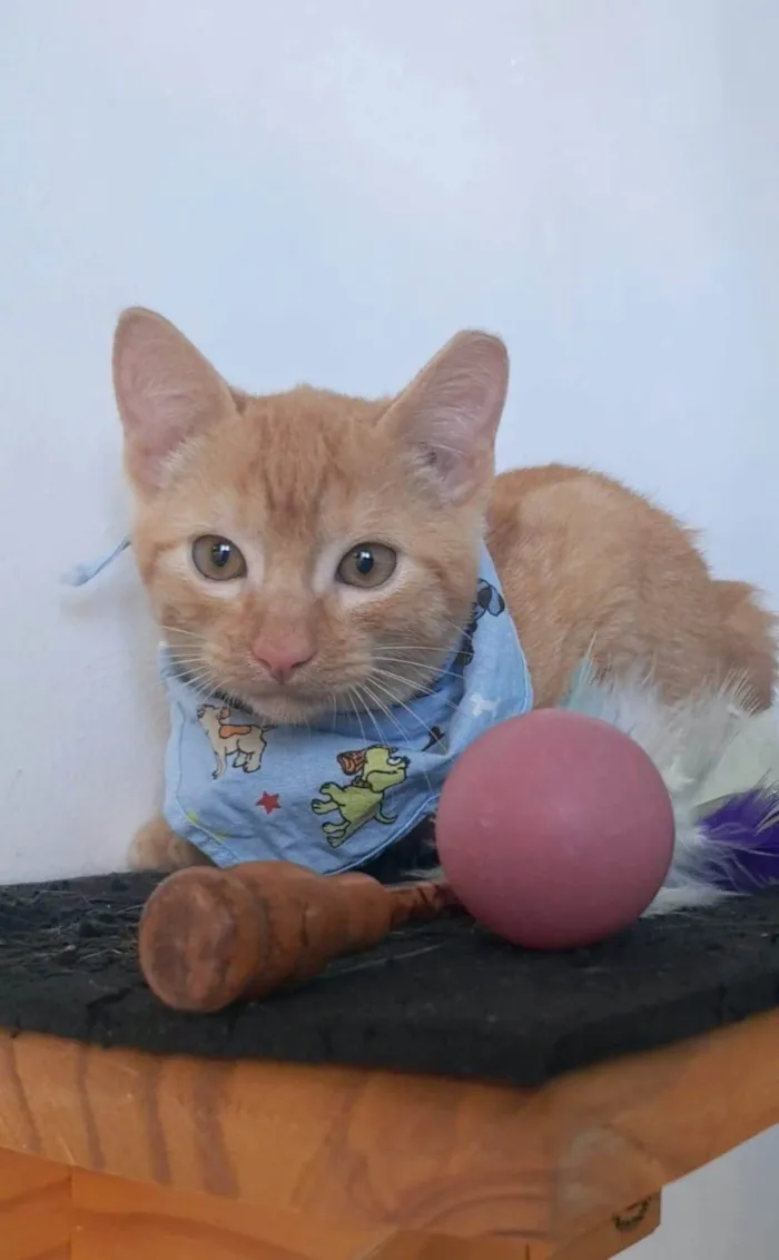 Gato ra a SRD-ViraLata idade 2 a 6 meses nome PITT