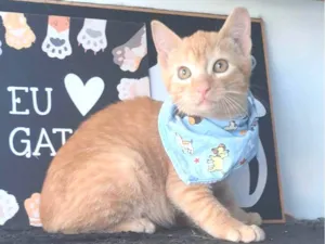 Gato raça SRD-ViraLata idade 2 a 6 meses nome PITT