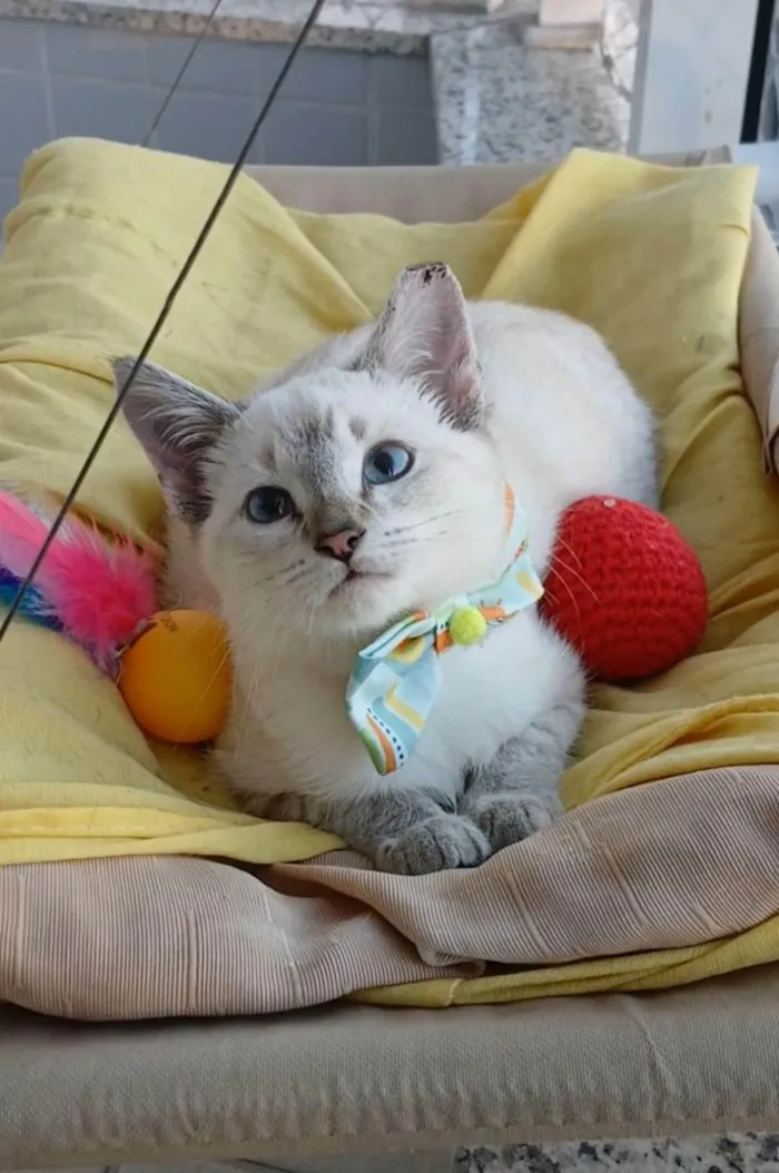 Gato ra a SRD-ViraLata idade 2 a 6 meses nome ZACK