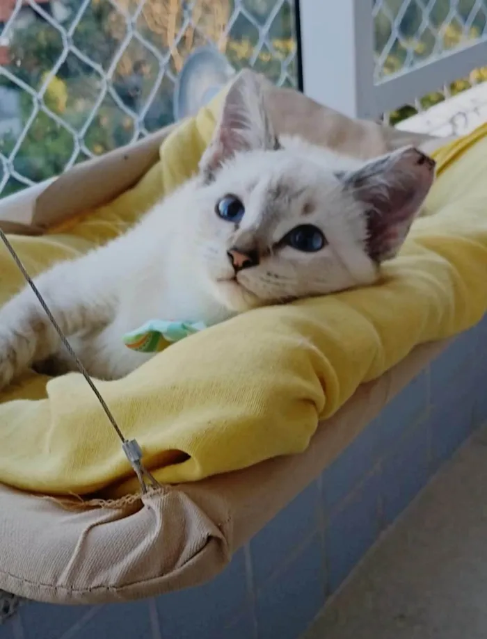 Gato ra a SRD-ViraLata idade 2 a 6 meses nome ZACK