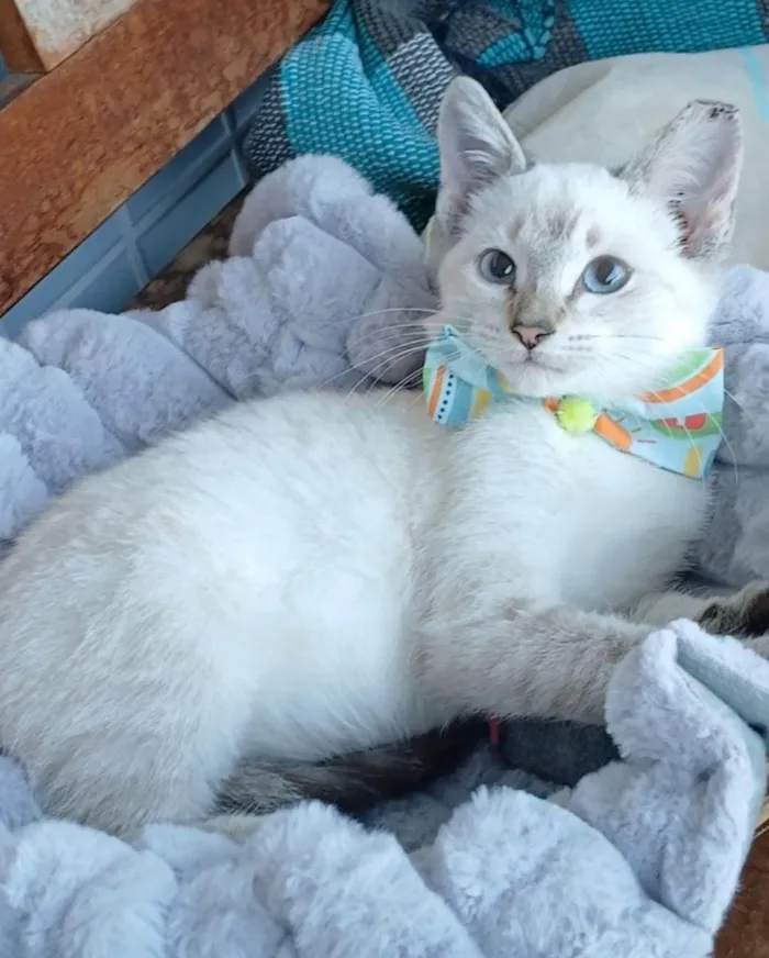 Gato ra a SRD-ViraLata idade 2 a 6 meses nome ZACK
