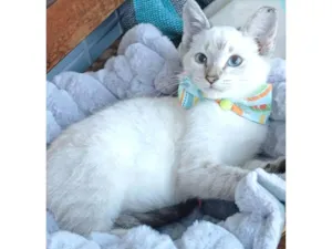 Gato raça SRD-ViraLata idade 2 a 6 meses nome ZACK