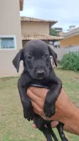 Pretão