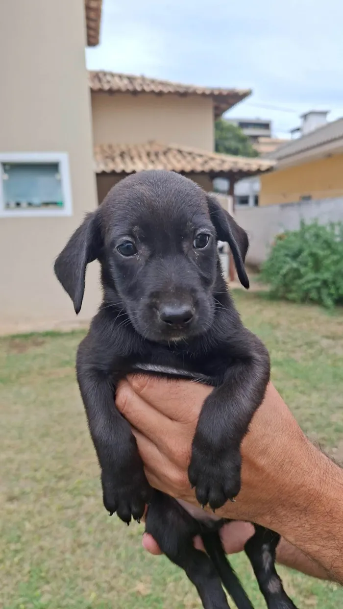 Cachorro ra a SRD-ViraLata idade Abaixo de 2 meses nome Pretão