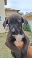 Menina