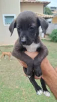 Menina