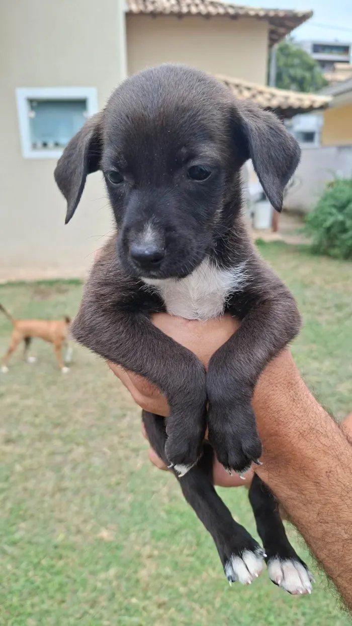 Cachorro ra a SRD-ViraLata idade Abaixo de 2 meses nome Menina