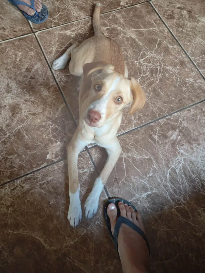 Cachorro ra a SRD-ViraLata idade 2 a 6 meses nome Fiona