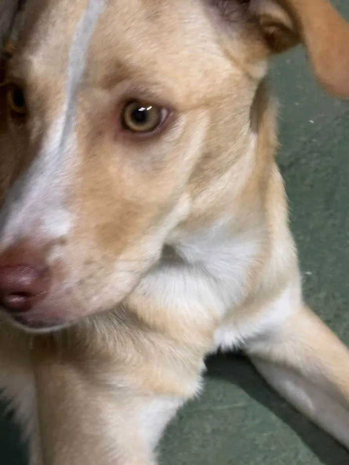 Cachorro ra a SRD-ViraLata idade 2 a 6 meses nome Fiona
