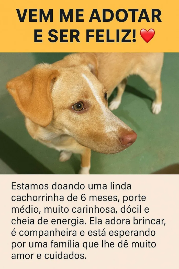 Cachorro ra a SRD-ViraLata idade 2 a 6 meses nome Fiona