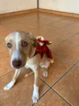 Fiona