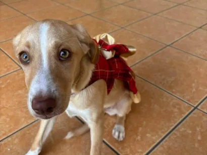Cachorro raça SRD-ViraLata idade 2 a 6 meses nome Fiona