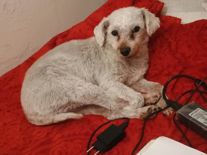 Cachorro ra a Poodle idade 6 ou mais anos nome Thomas 